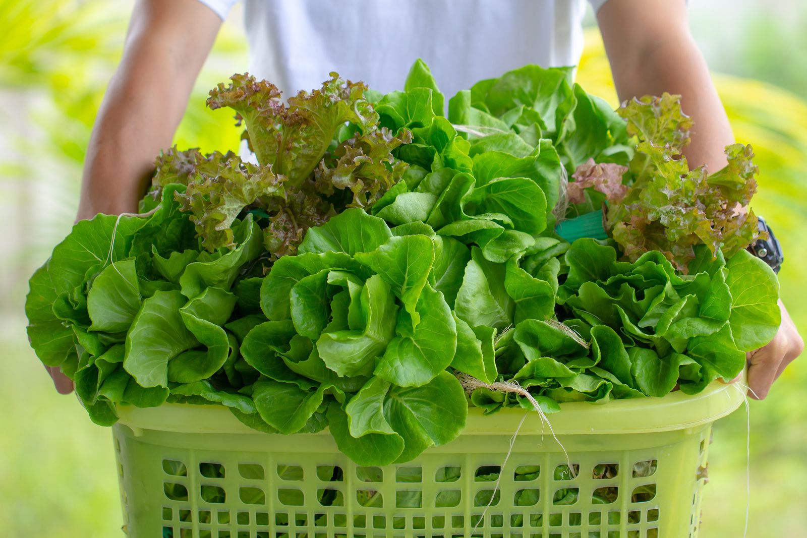 Verduras de hoja verde que debes incluir en tu dieta