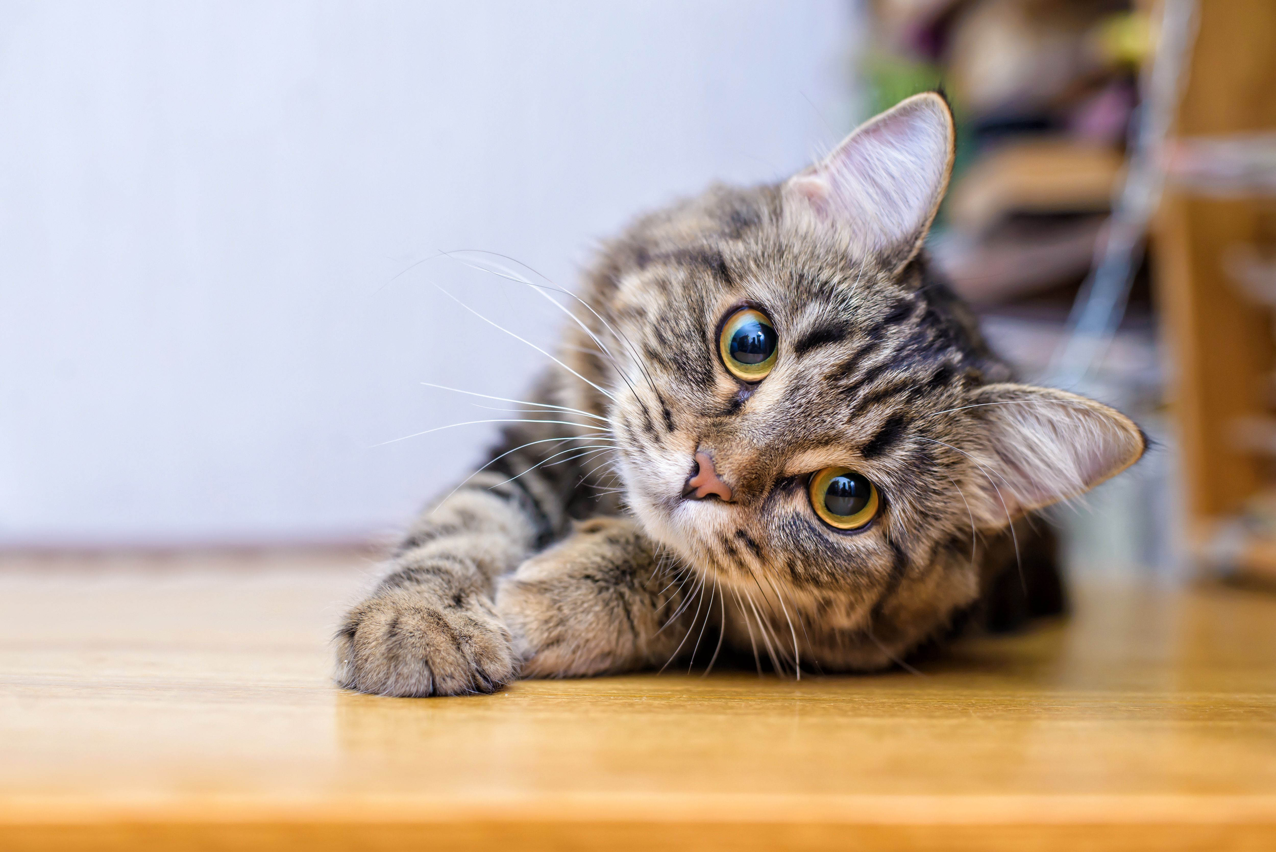 ¿Tu gato te sigue al baño? Este es el motivo