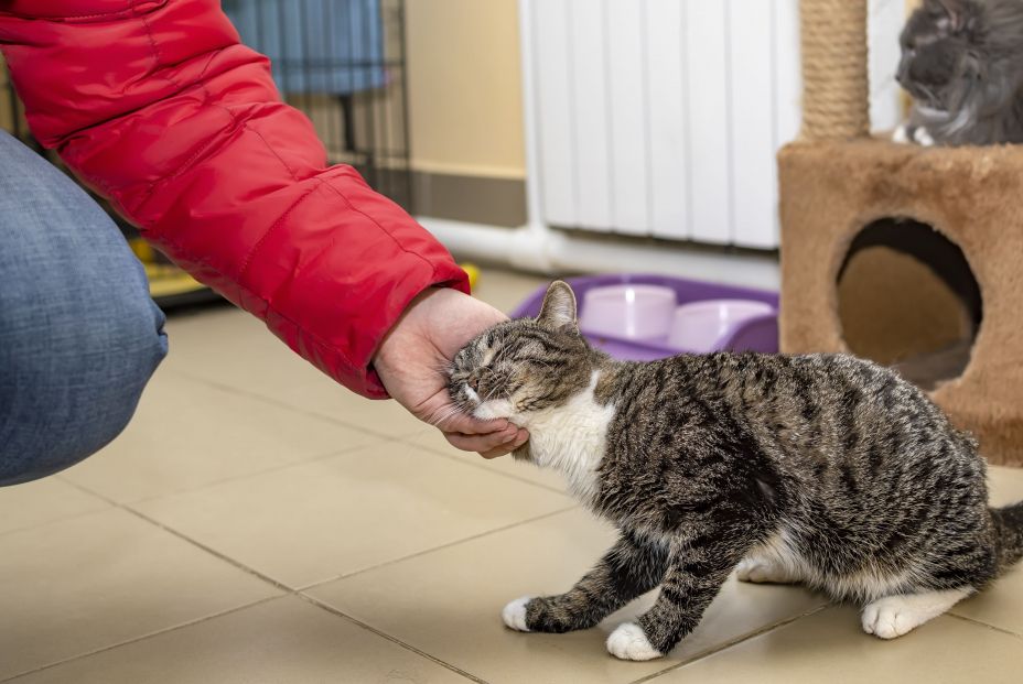 gato cariñoso dueño