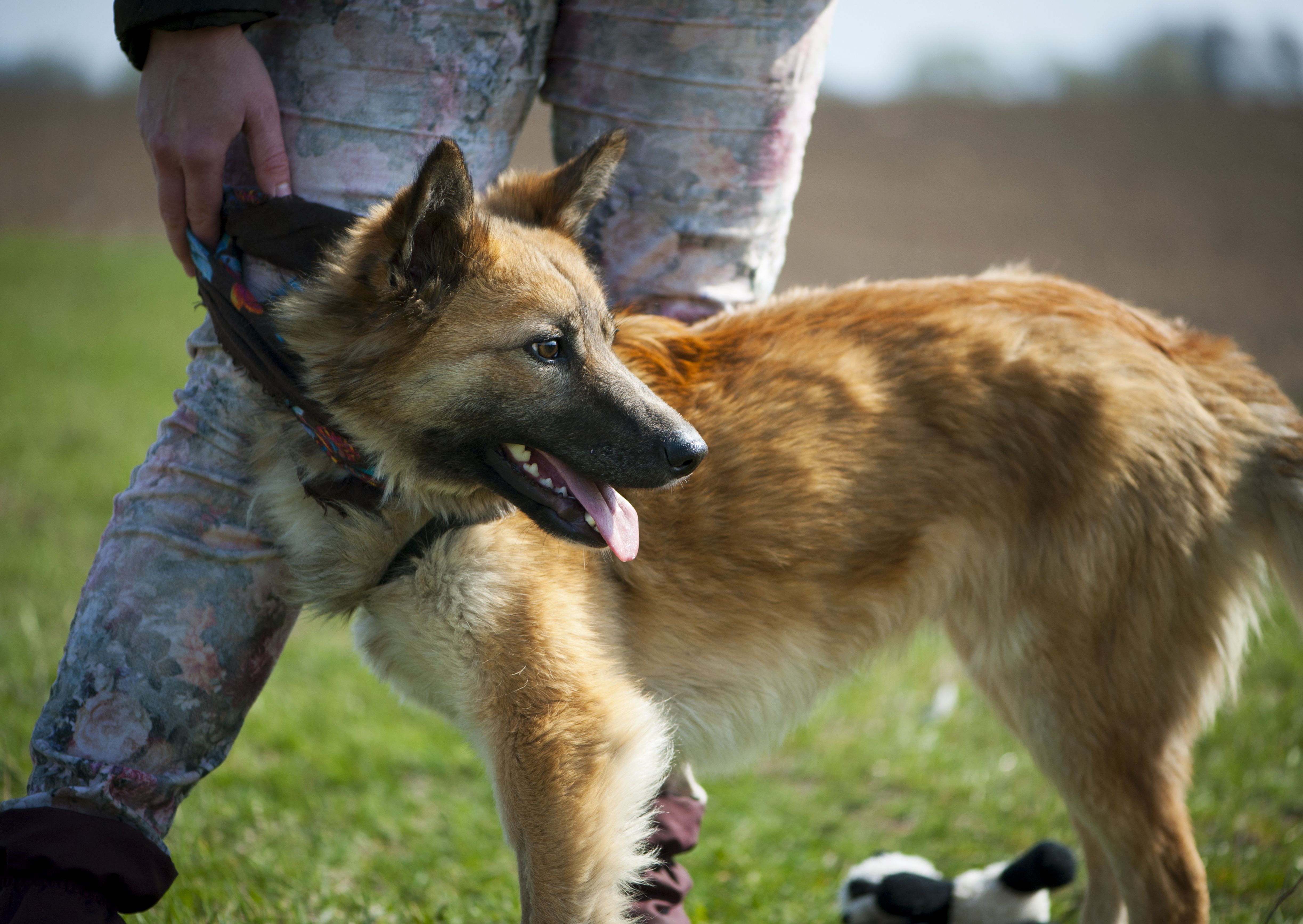 Esta es la causa por la que tu perro ladra a los desconocidos