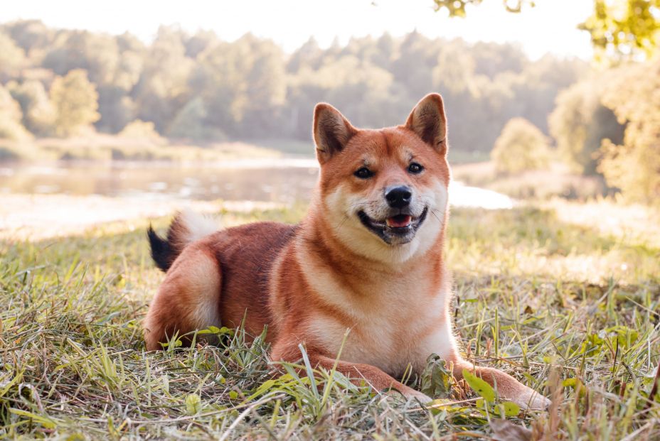 perro parque comportamiento