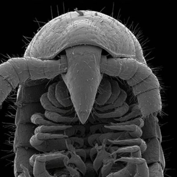 Descubren el primer milpiés real, con más de 1.000 patas, en Australia