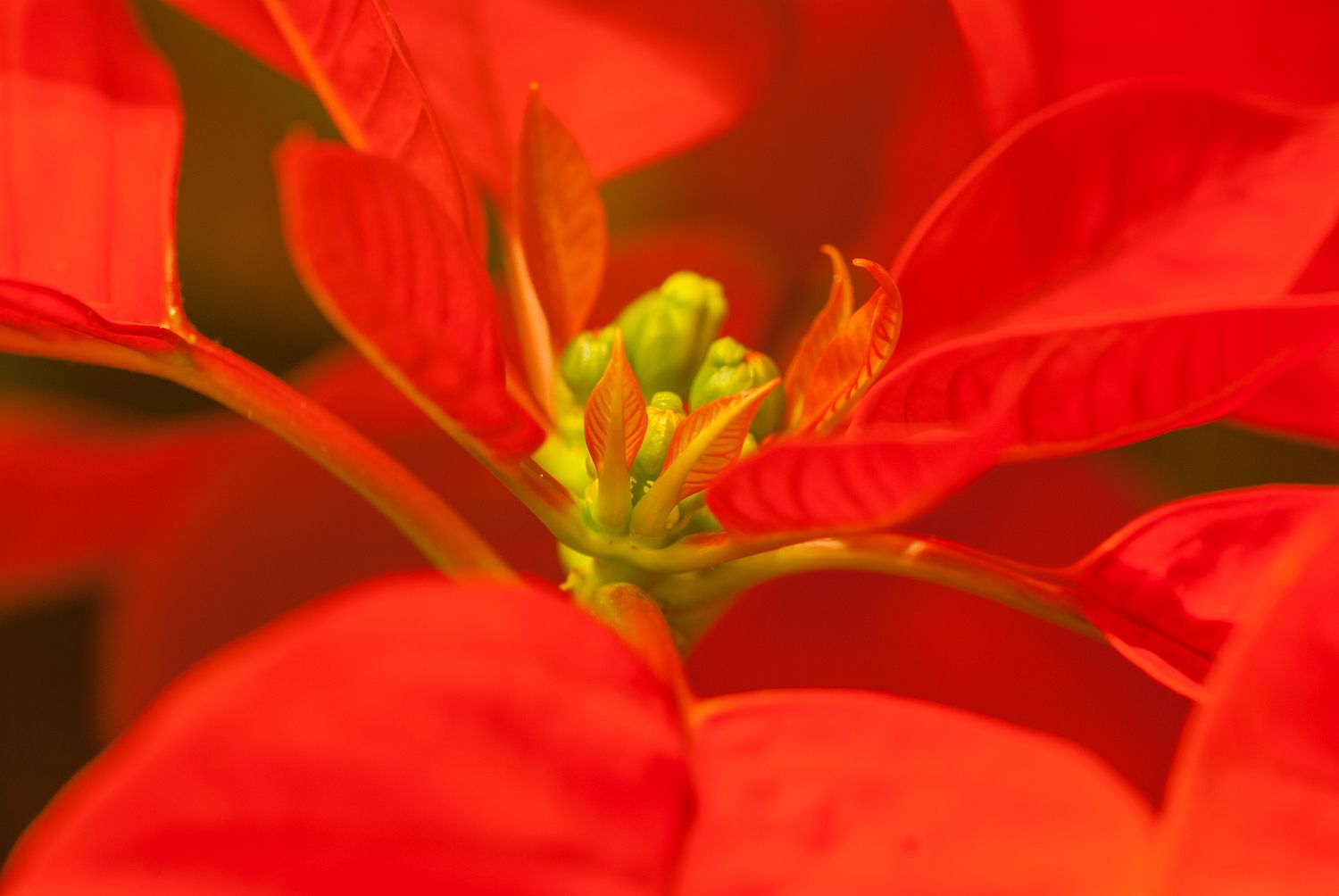 ¿Por qué la flor de Pascua da buena suerte?