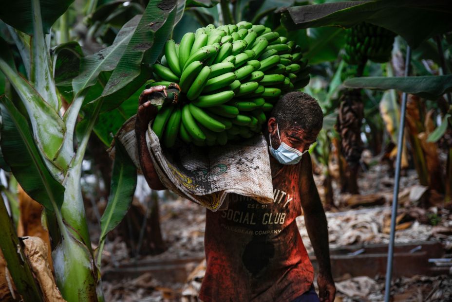 Agricultor ceniza platanos volcan cumbre vieja