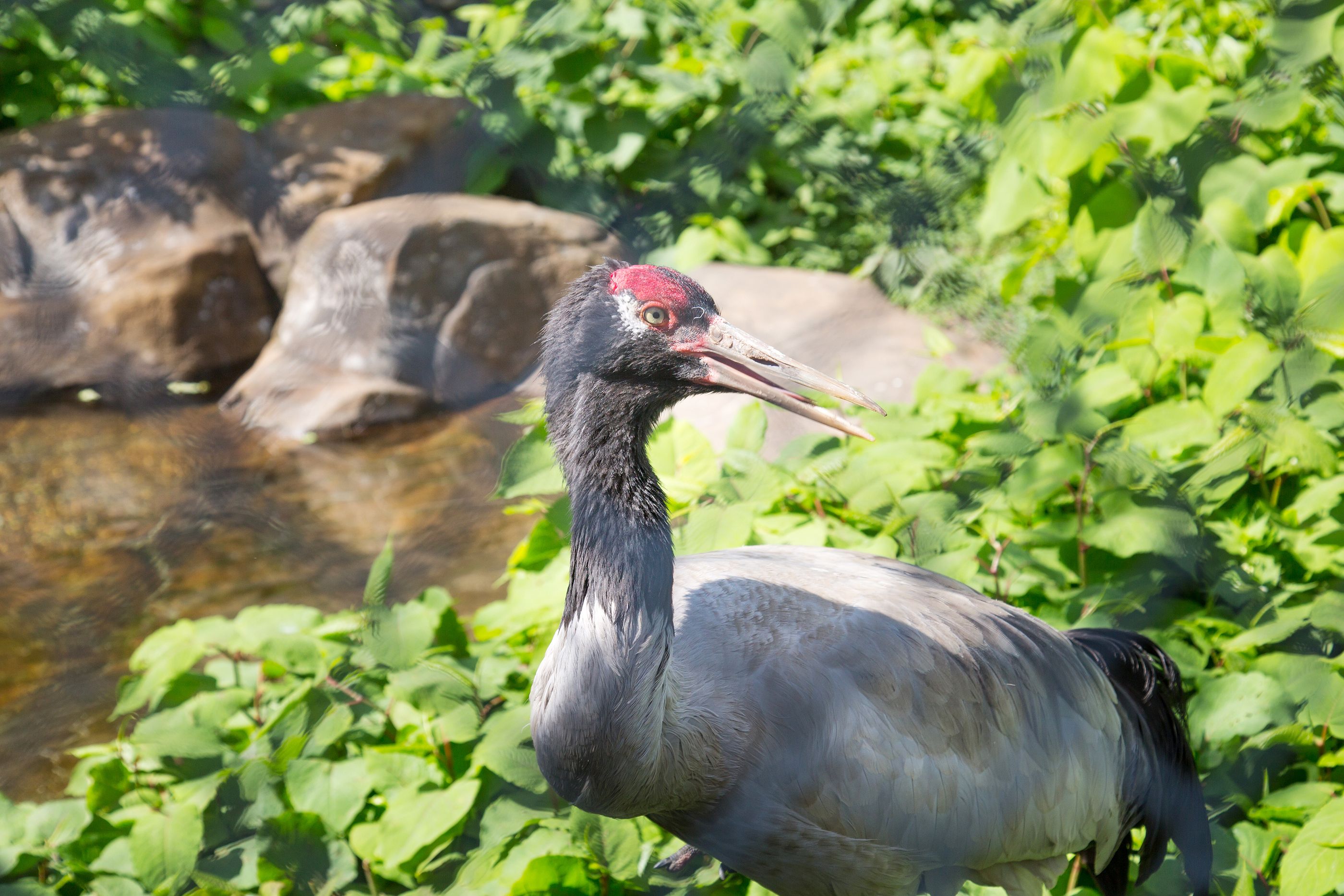 La grulla negra vs. el cisne negro