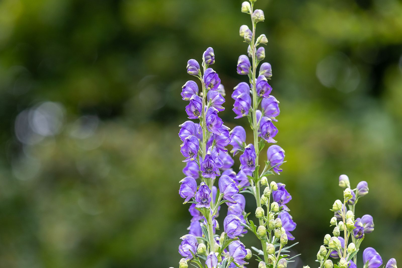 Esta fue la importancia de las plantas medicinales para los monjes de La Cartuja de las Fuentes