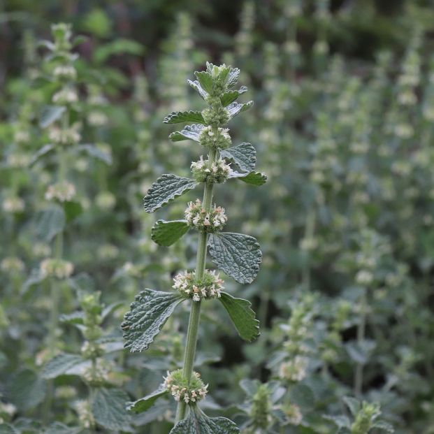 planta Marrubium Vulgare