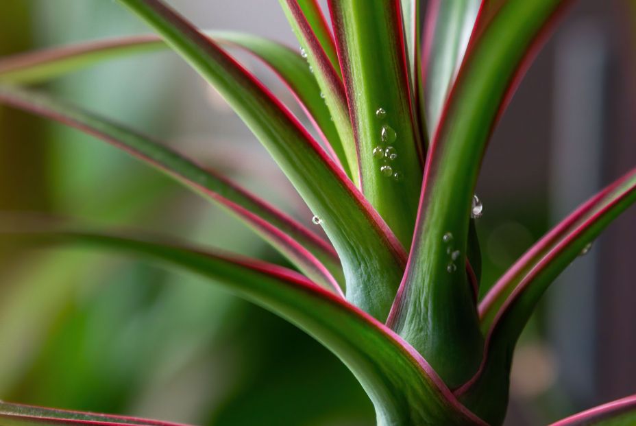 Dracena marginata