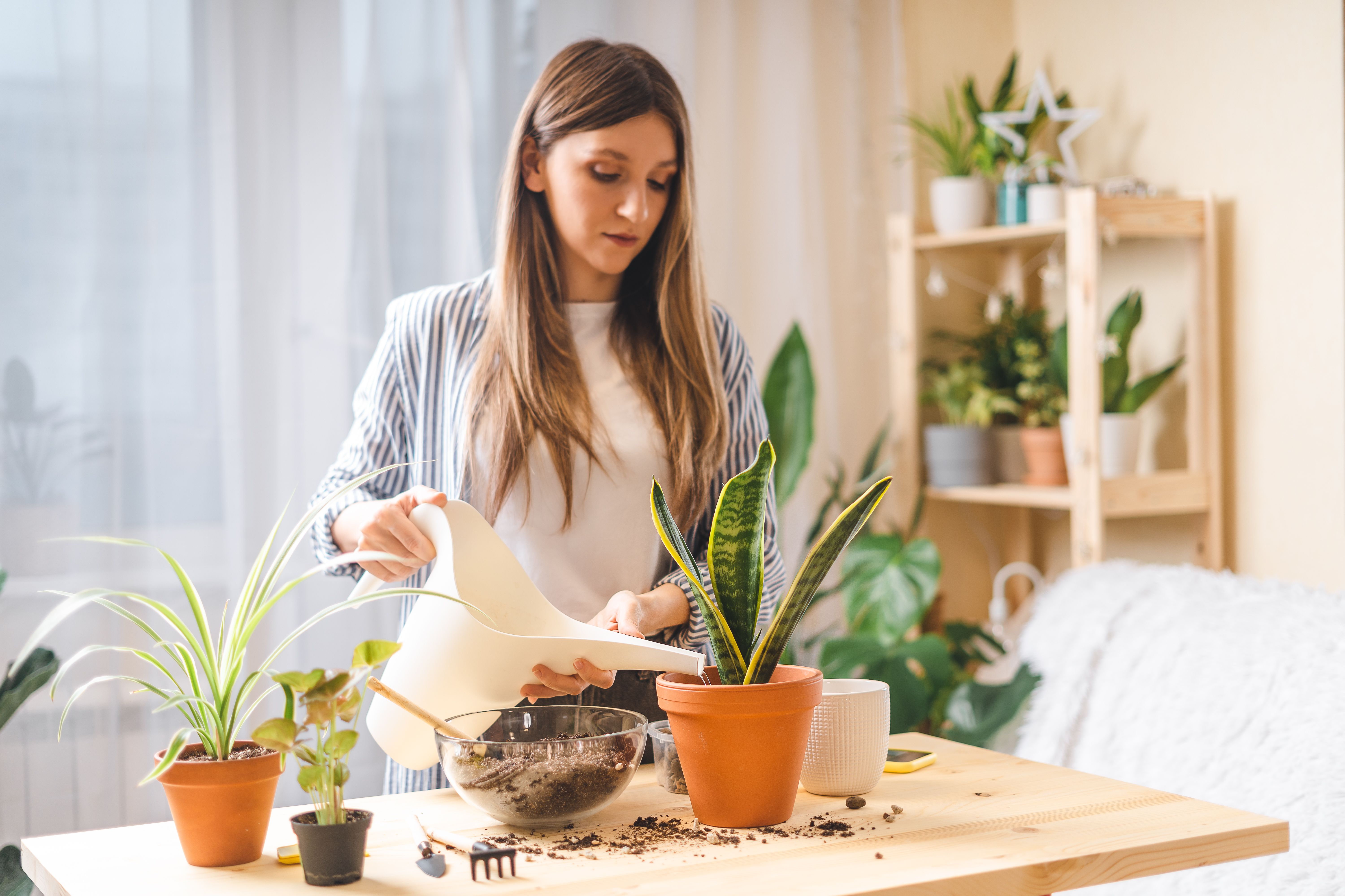 Las mejores plantas antiestrés para cultivar en casa