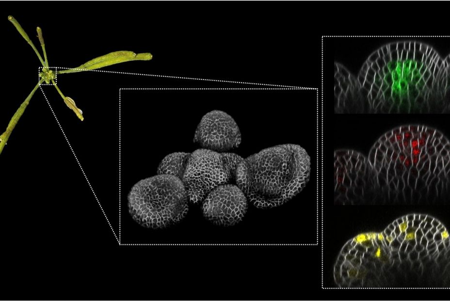 arabidopsis thaliana menopausia plantas