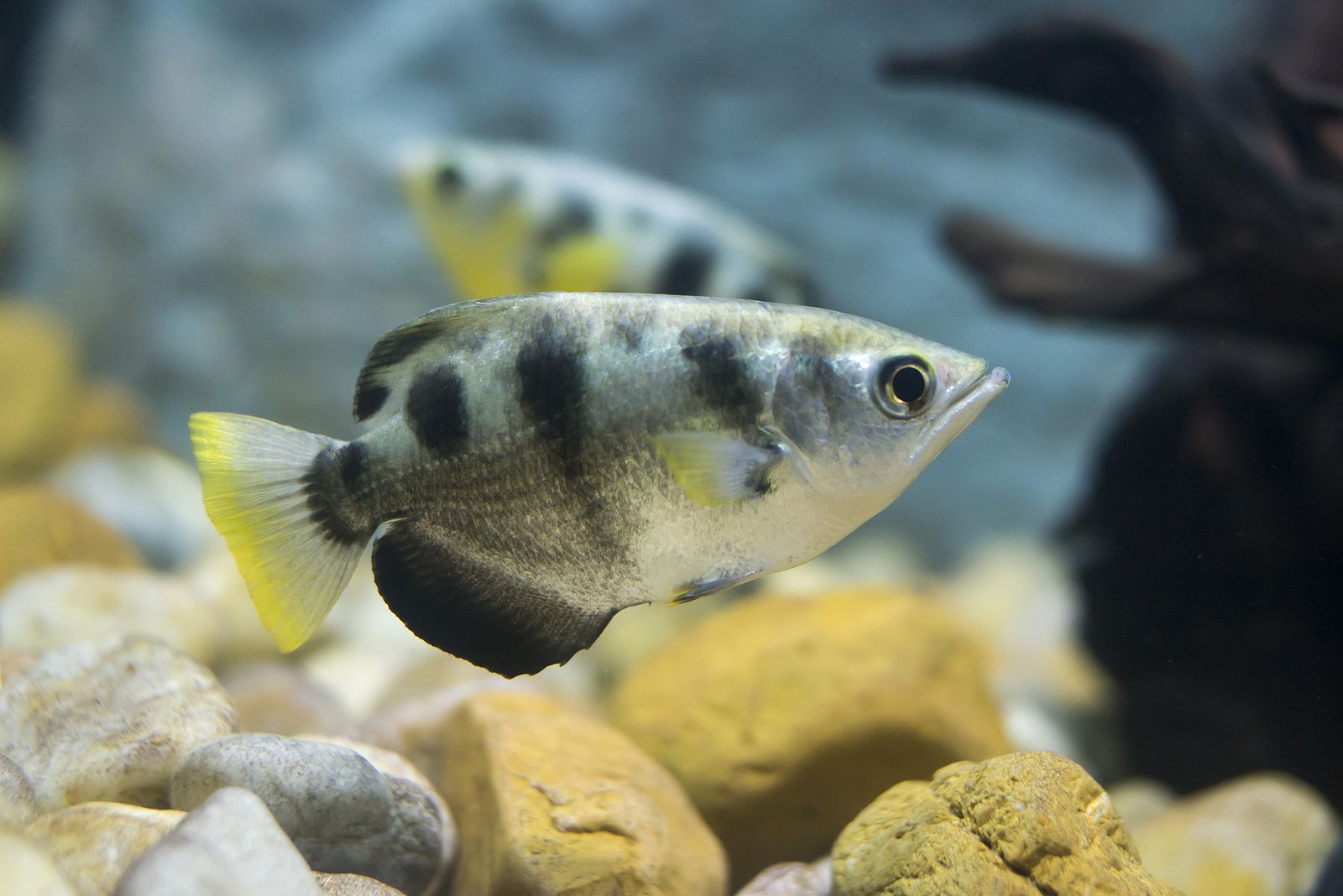 Hallan evidencias de que los peces arquero pueden contar