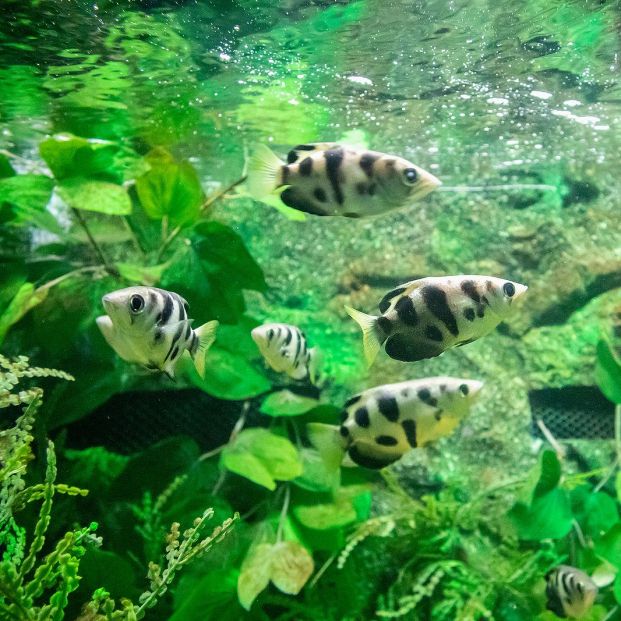 peces arquero en acuario