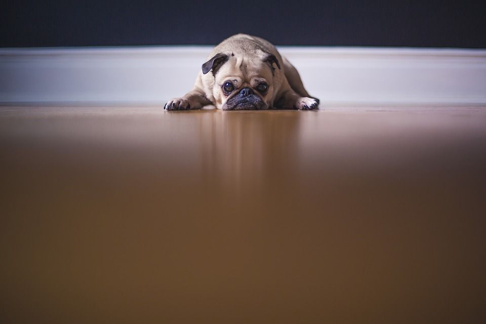 Las mascotas también se deprimen