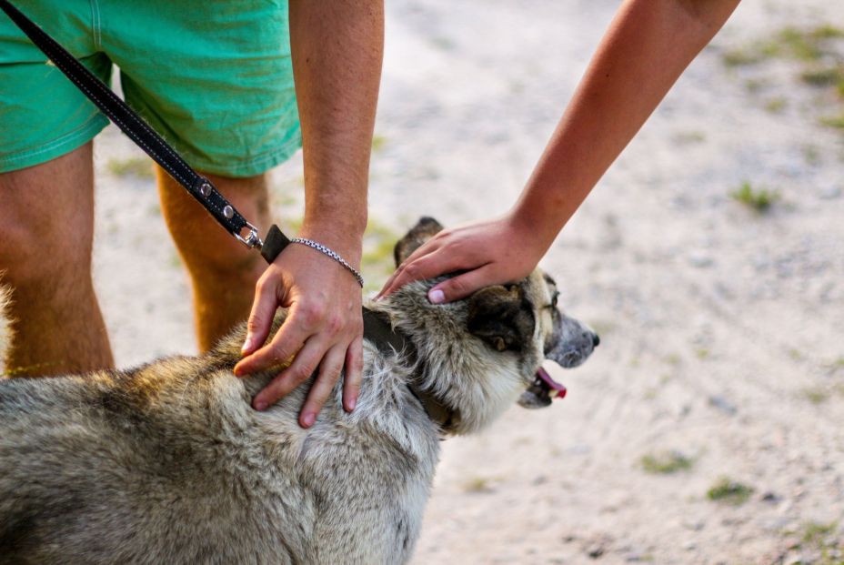 ¡Comprobado! Acariciar a perros y gatos reduce el nivel de estrés en minutos