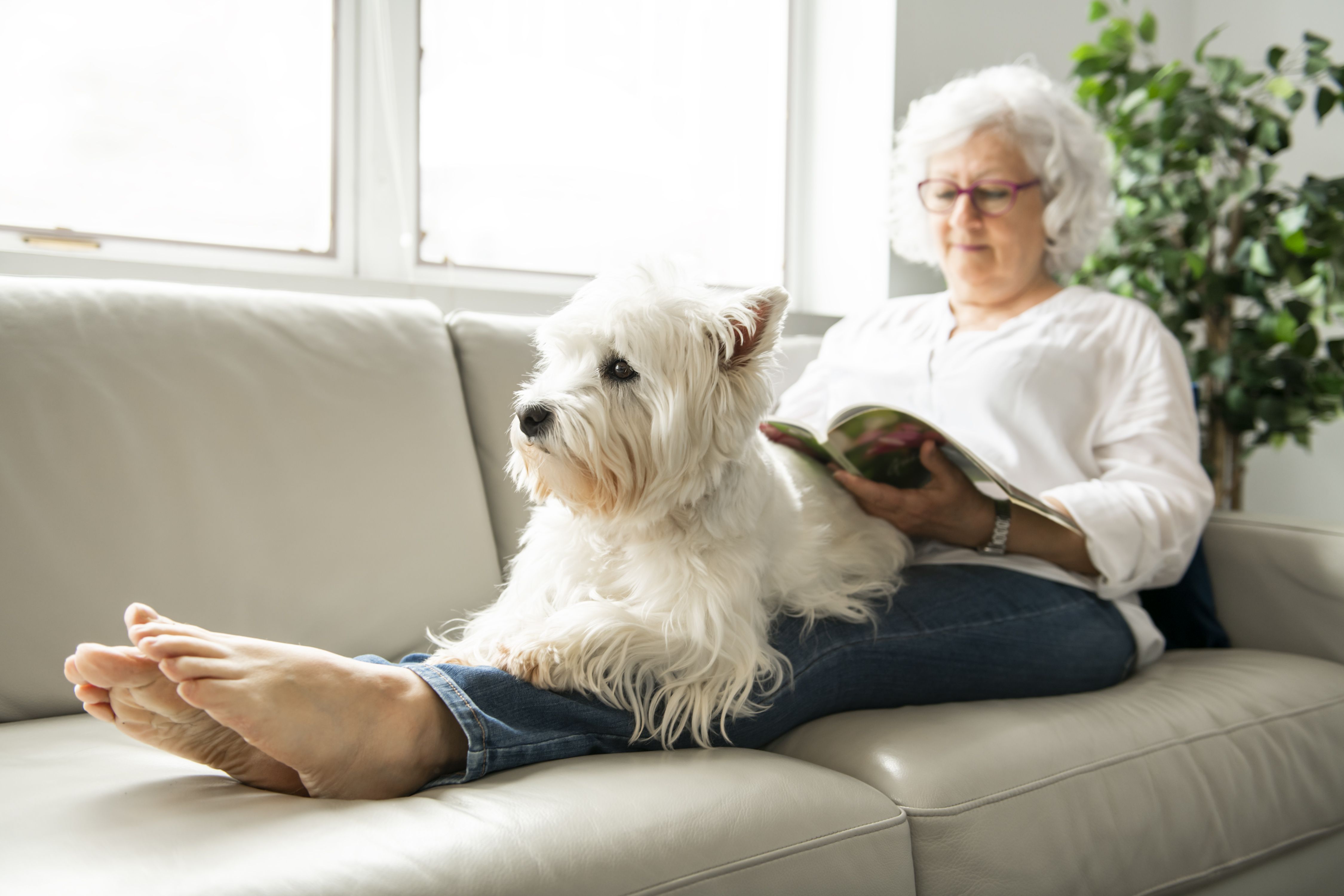 Los beneficios de tener una mascota en las personas mayores. Foto: Bigstock