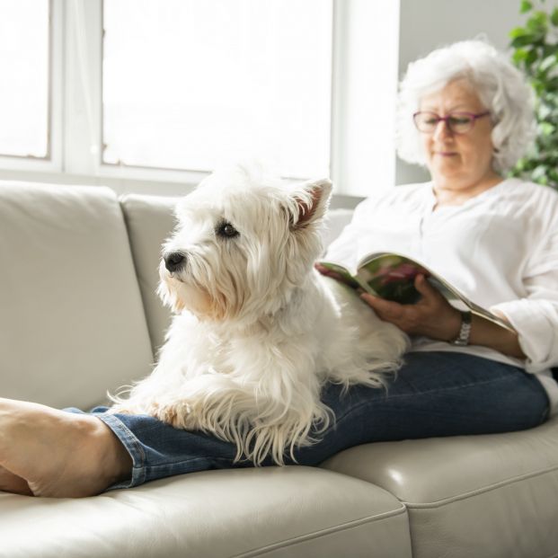 Los beneficios de tener una mascota en las personas mayores. Foto: Bigstock