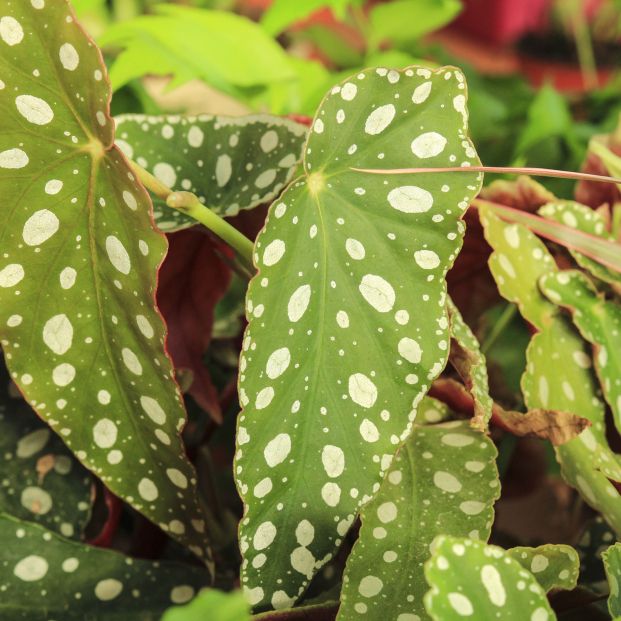 begonia mas alta