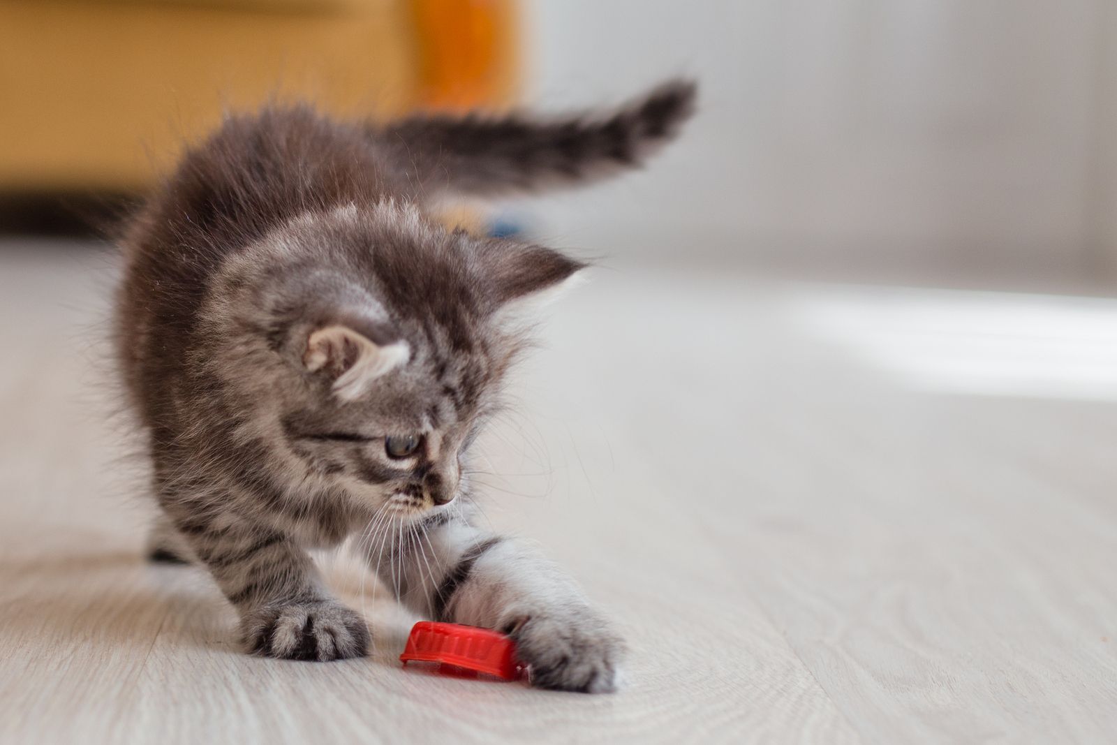 Gato solo en casa