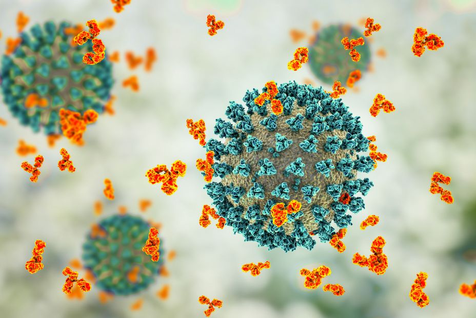 Las personas que han pasado el coronavirus siguen teniendo anticuerpos seis meses después