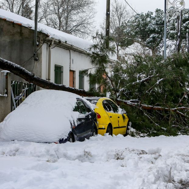 arbol derrumbado coche filomena 