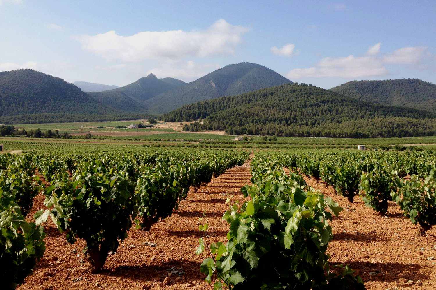 Viñedos en Jumilla. Foto: Enoturismo Jumilla