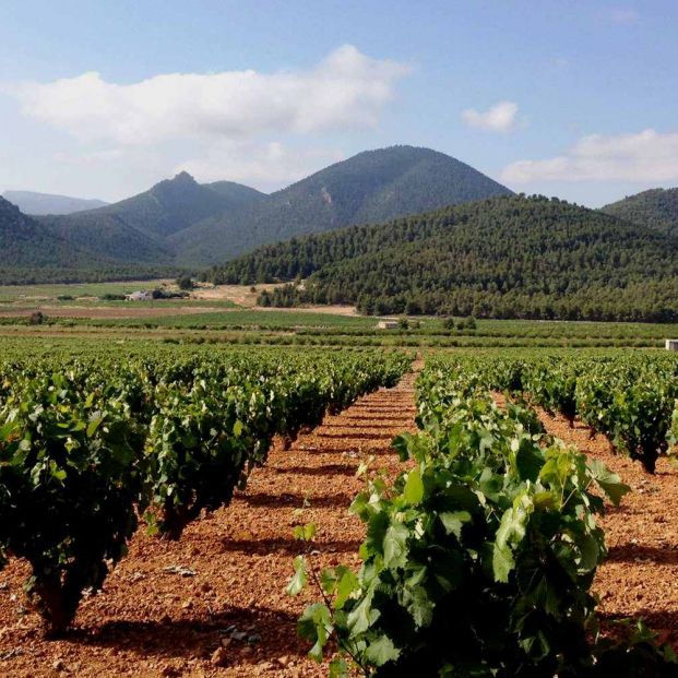 Viñedos en Jumilla. Foto: Enoturismo Jumilla Viñedos en Jumilla. Foto: Enoturismo Jumilla