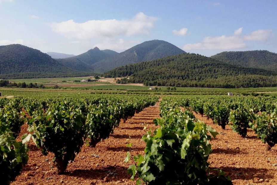 Viñedos en Jumilla. Foto: Enoturismo Jumilla