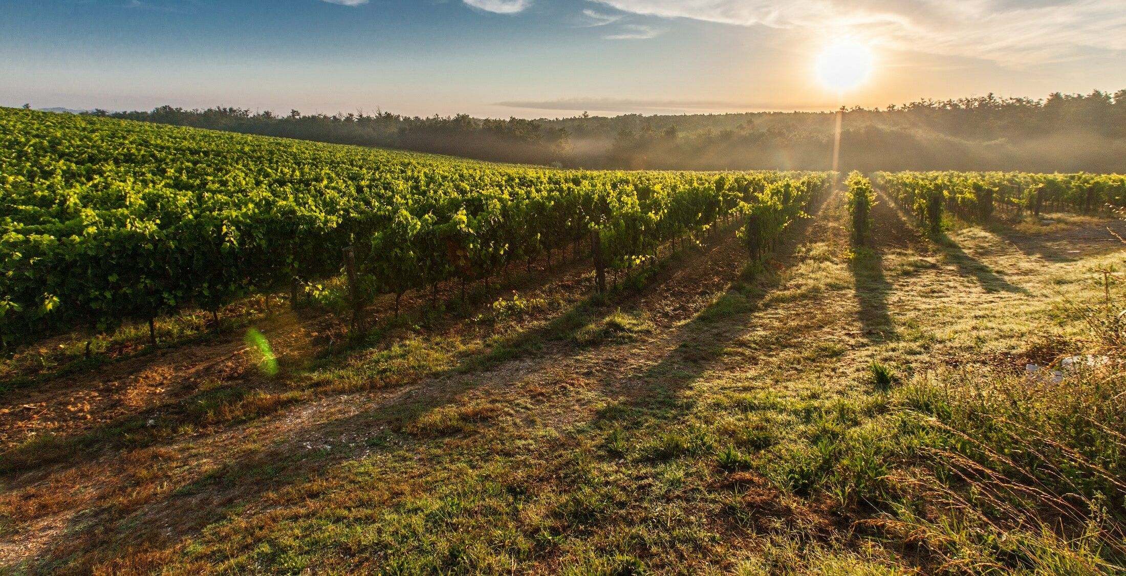 Rutas del vino murciano: Jumilla. Viñedos de Bodegas Salzillo en Jumilla. Foto Bodegas Salzillo