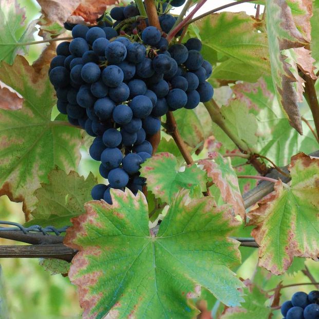 Monastrell, la reina de las uvas en Jumilla. Foto: Wikipedia