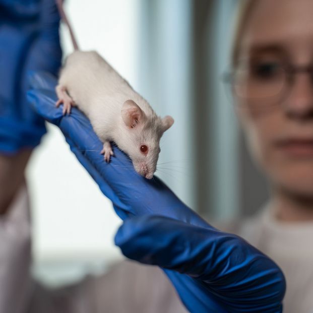 El origen de la variante ómicron: el virus podría haber saltado "de ratones a humanos"
