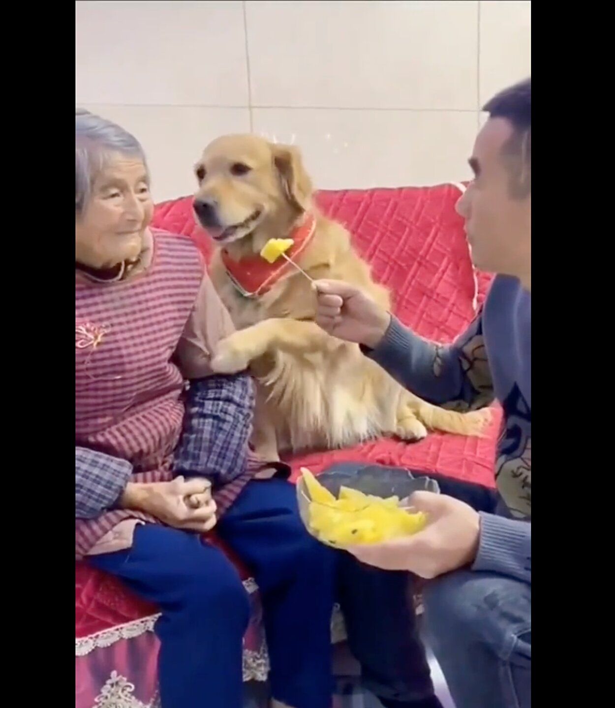 VÍDEO: La sorprendente reacción de un perro tras la broma de un nieto a su abuela