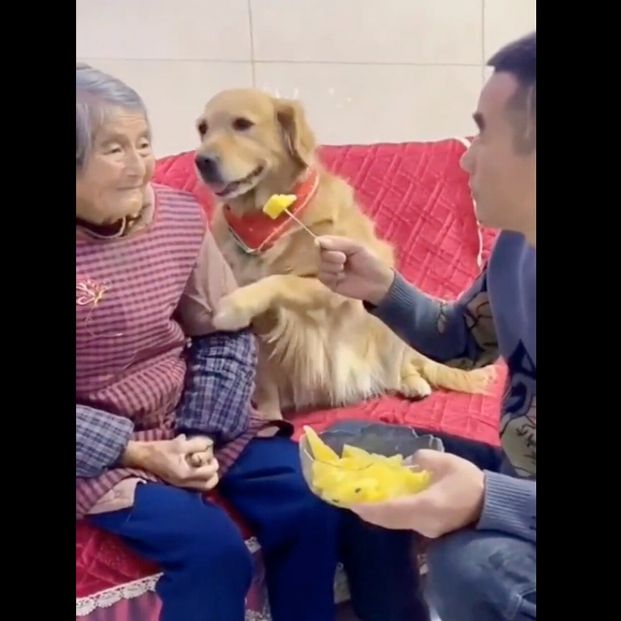 VÍDEO: La sorprendente reacción de un perro tras la broma de un nieto a su abuela