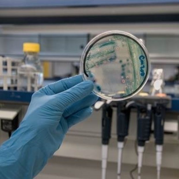placa petri cultivo bacteria