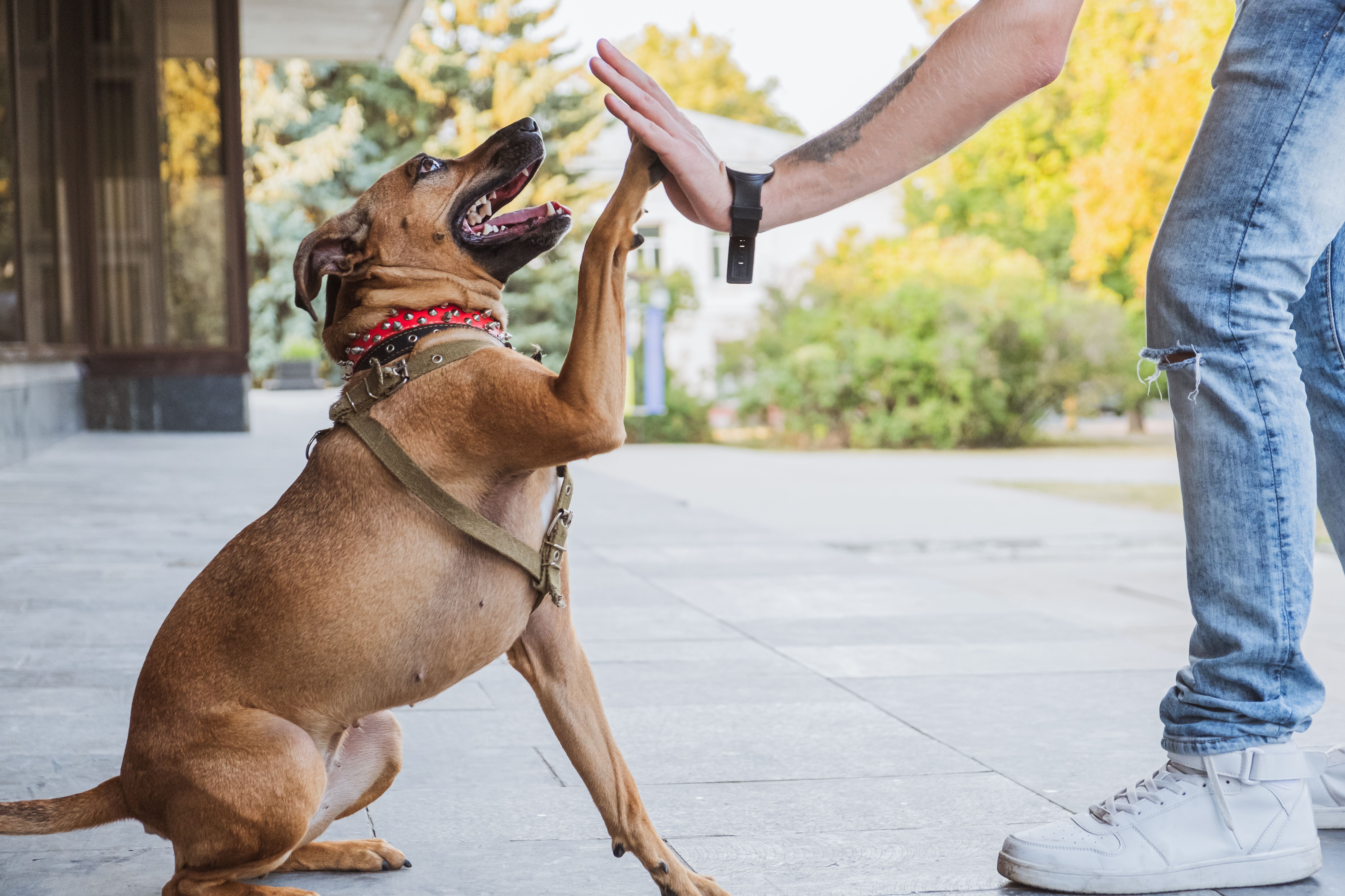 Demuestran por primera vez que los perros pueden distinguir entre dos idiomas. Foto: Bigstock