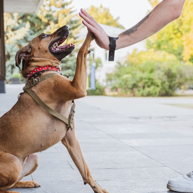 Demuestran por primera vez que los perros pueden distinguir entre dos idiomas. Foto: Bigstock