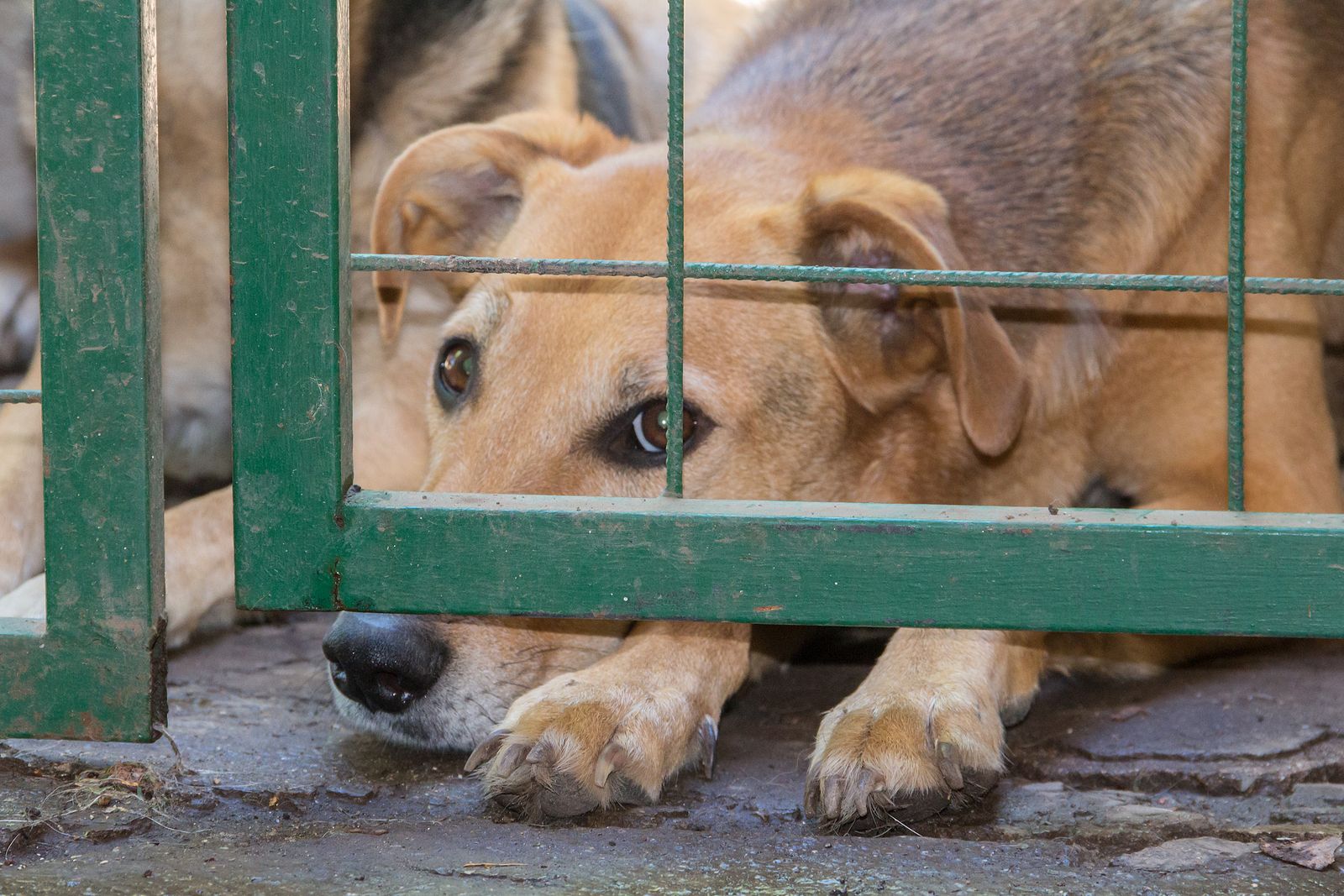 Los maltratadores de animales ya pueden perder la custodia de sus hijos si se separan