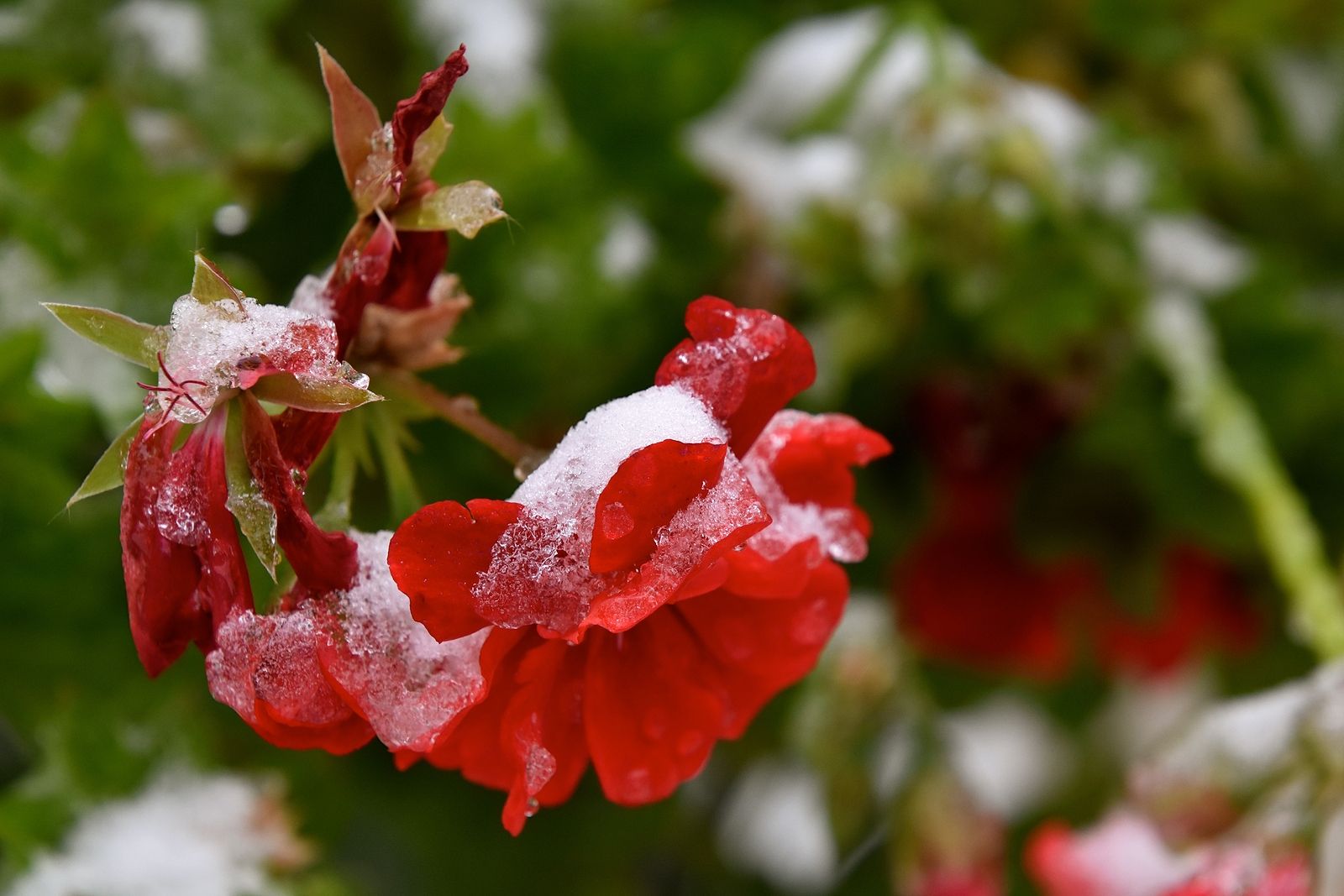 Cómo cuidar los geranios en invierno