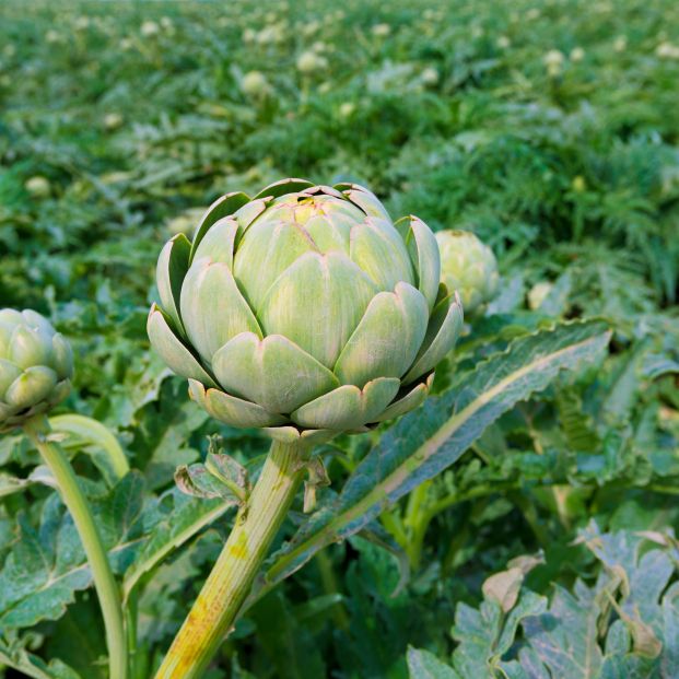 bigstock Artichokes field in Murcia Alm 73353463