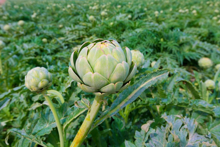 bigstock Artichokes field in Murcia Alm 73353463