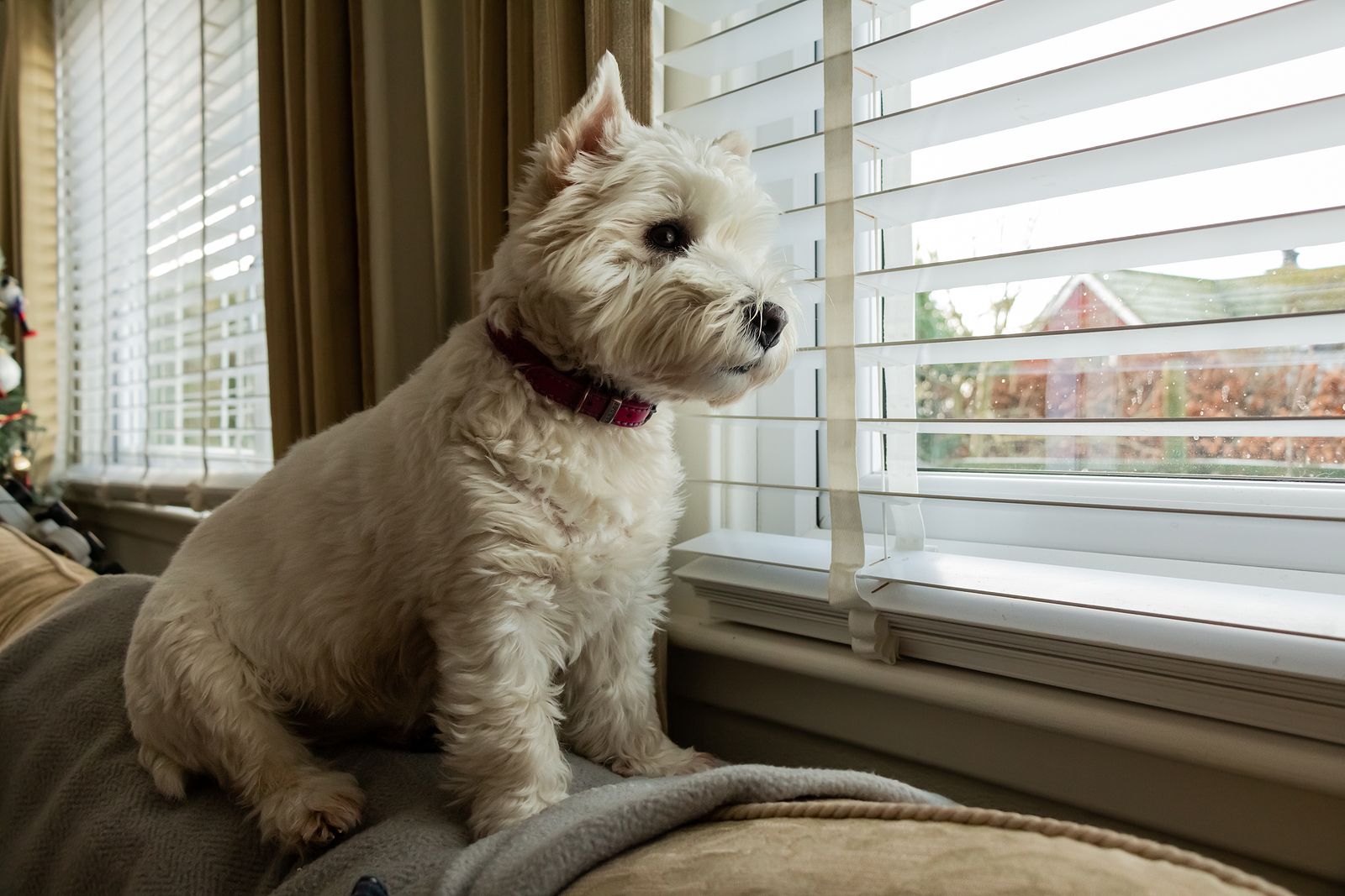 Los perros y su curiosa manera de saber la hora