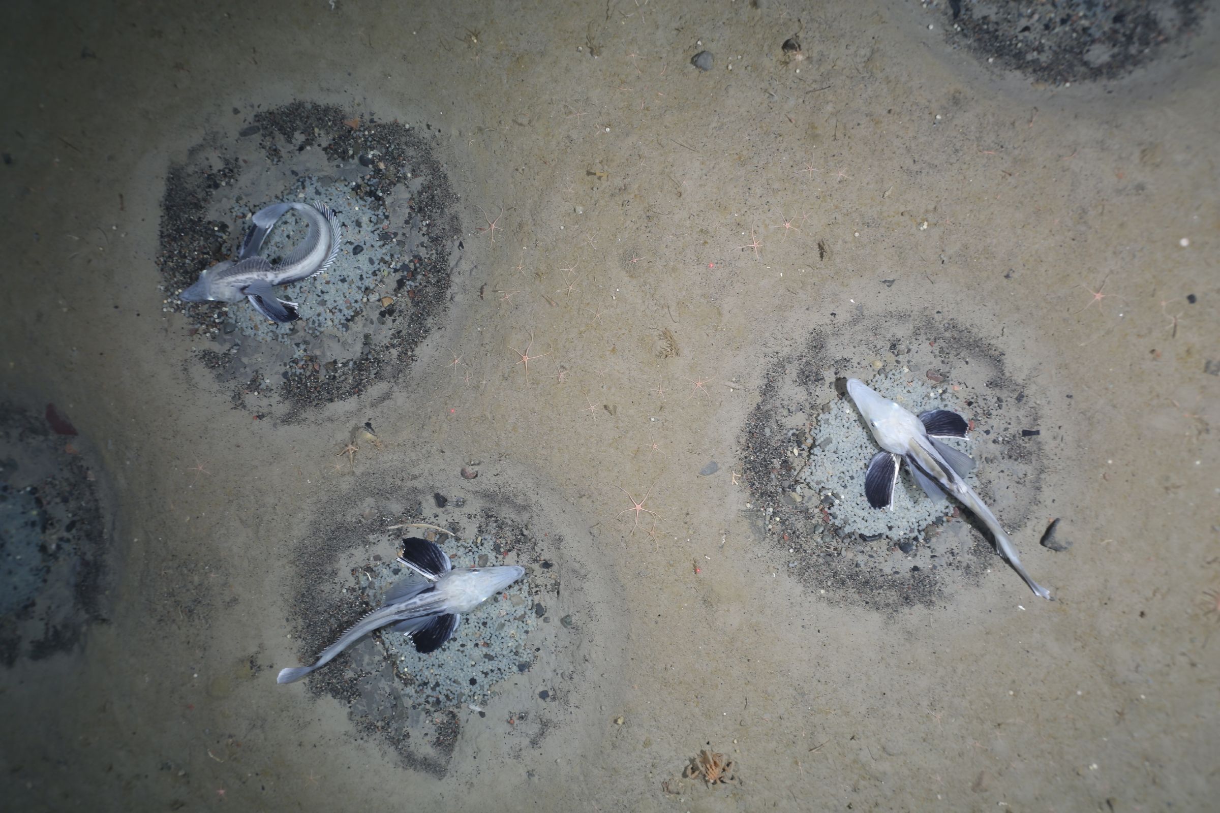 Descubren en la Antártida la mayor colonia de cría de peces del mundo: "Es totalmente fascinante"