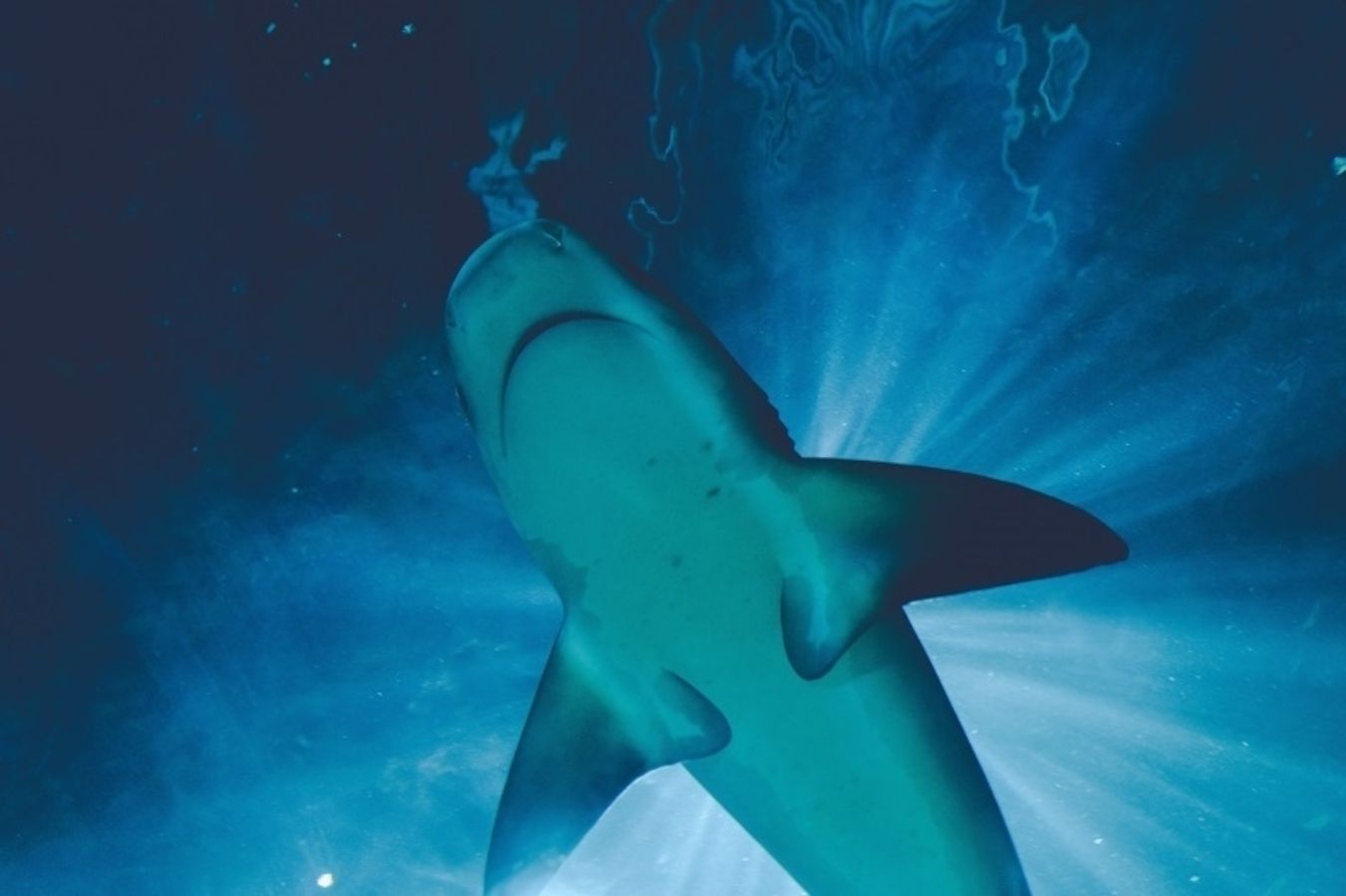 Los ataques de tiburones son más comunes con luna llena, según un estudio. Foto: Europa Press
