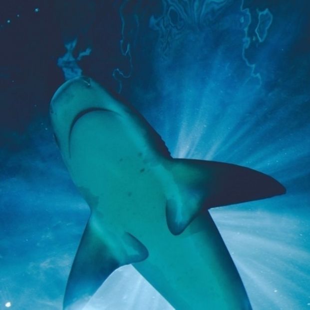 Los ataques de tiburones son más comunes con luna llena, según un estudio. Foto: Europa Press
