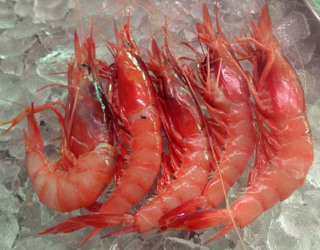 gamba de águilas