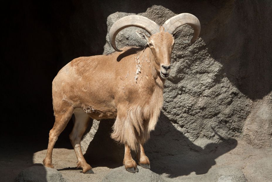 bigstock Barbary sheep Ammotragus lerv 206281960