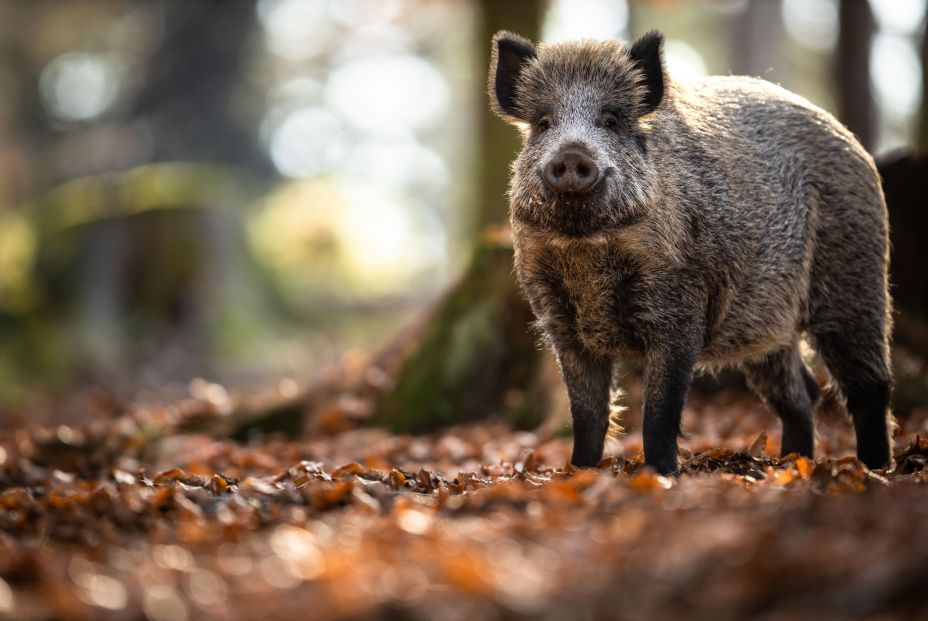 bigstock Wild Boar Or Sus Scrofa Also  441571976