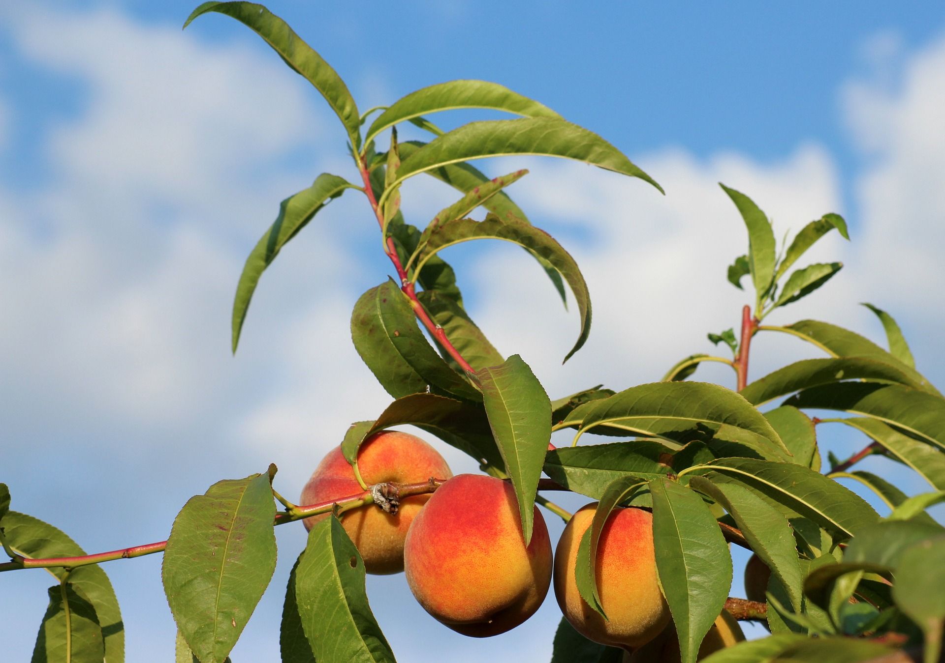 La Región de Murcia, un paraíso para la producción de fruta. Foto: COAG Murcia