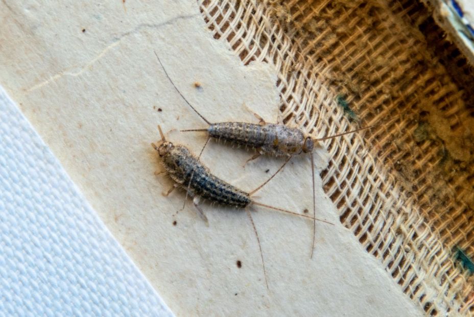 Eliminar los pececillos de plata de casa