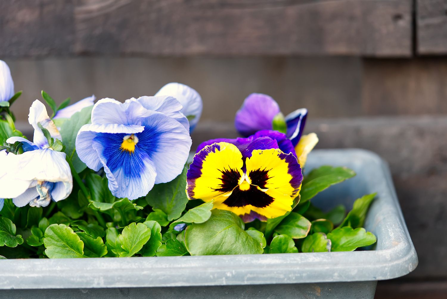Seis flores de invierno que darán color a tu terraza