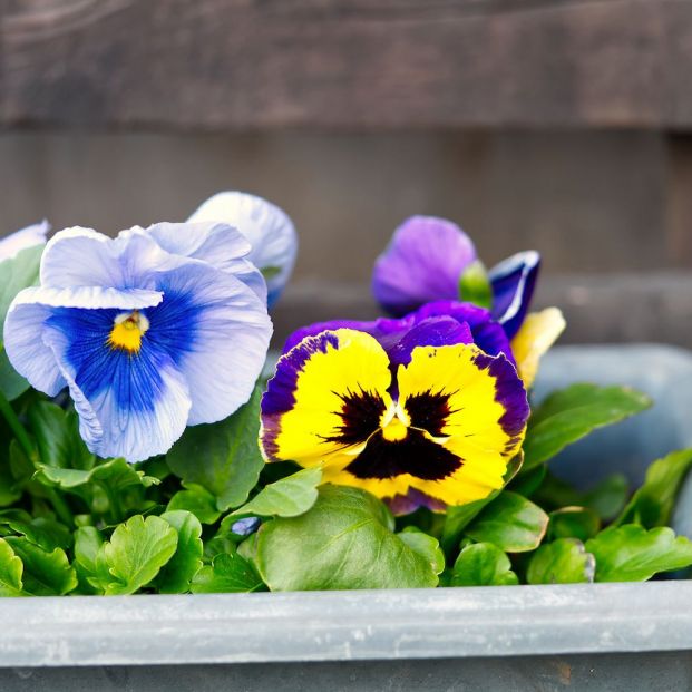 Seis flores de invierno que darán color a tu terraza o jardín